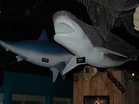 06 Aquarium of Niagara USA - March 22, 2008